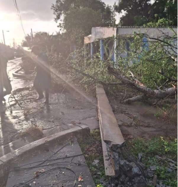 Severa Tormenta Las Tunas Daños: árbol caído y destrucción en Puerto Padre.