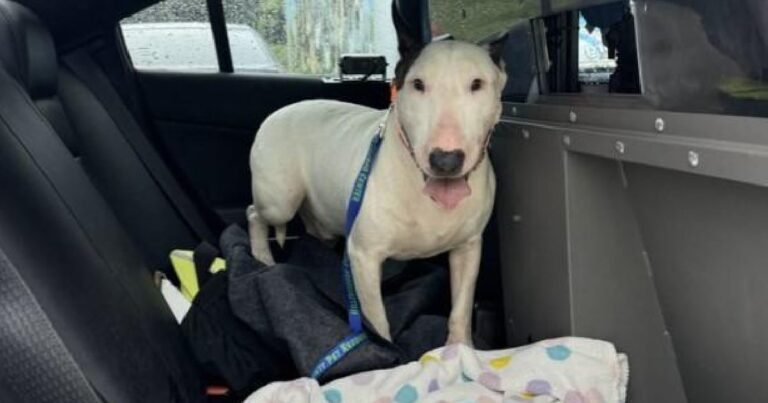 Gobernador Ron DeSantis a punto de firmar la nueva ley contra el maltrato animal en Florida, inspirada por el perro Trooper.