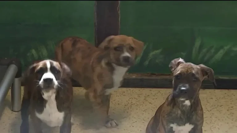 Gobernador Ron DeSantis firmando las nuevas leyes contra el maltrato animal en Florida, un paso importante para la protección animal.