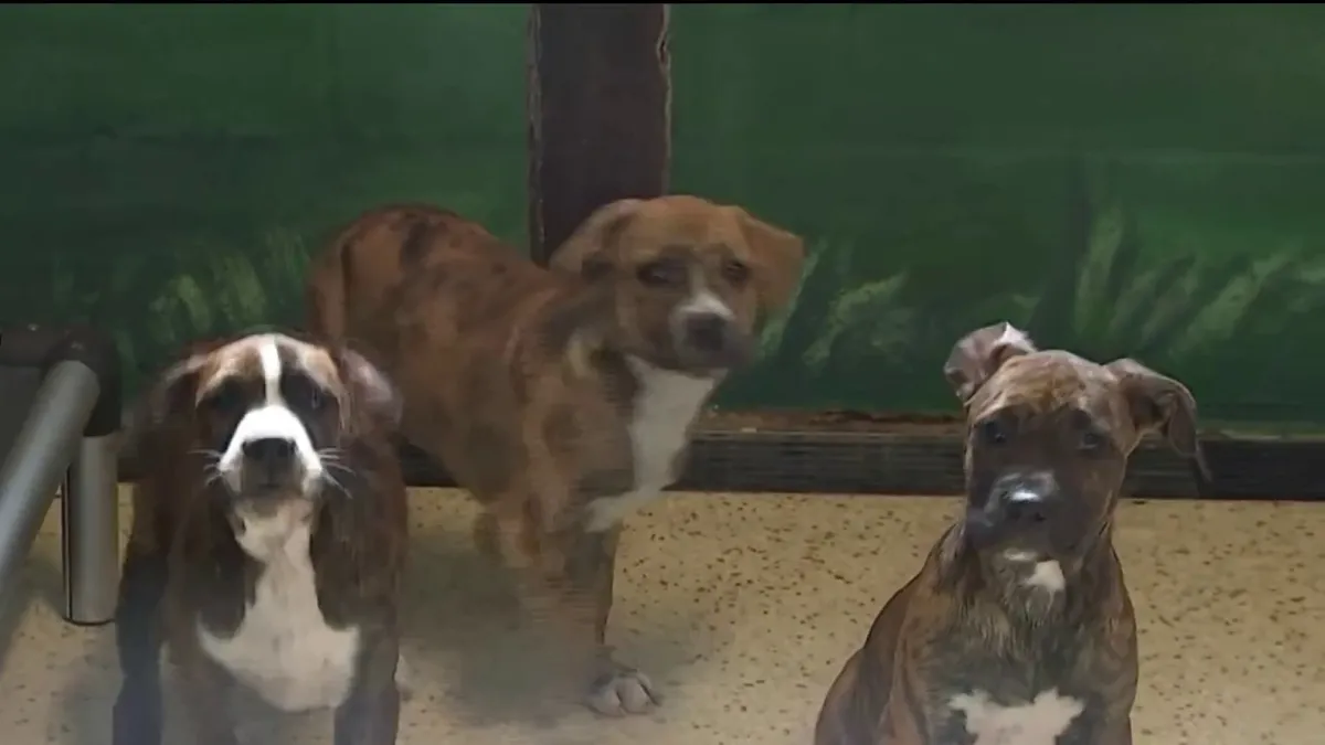 Gobernador Ron DeSantis firmando las nuevas leyes contra el maltrato animal en Florida, un paso importante para la protección animal.