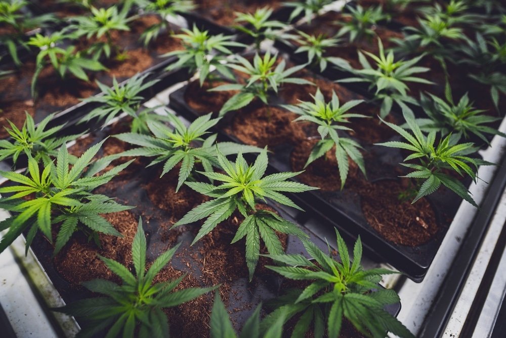Plantas de marihuana incautadas durante operativo en Songo-La Maya donde un joven fue detenido.