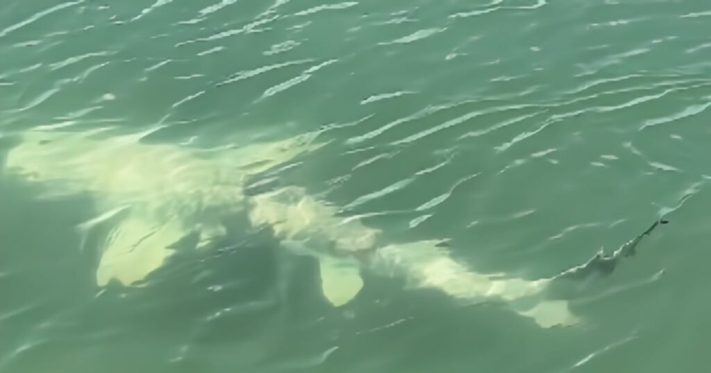 Un extraño tiburón con manchas blancas, posiblemente afectado por piebaldismo, nada cerca de la costa de Florida.