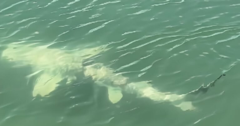 Un extraño tiburón con manchas blancas, posiblemente afectado por piebaldismo, nada cerca de la costa de Florida.