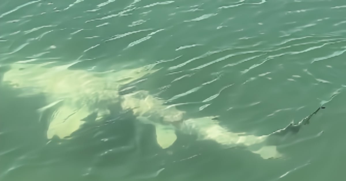 Un extraño tiburón con manchas blancas, posiblemente afectado por piebaldismo, nada cerca de la costa de Florida.
