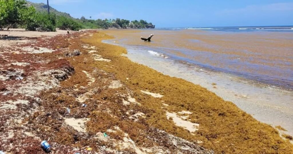Playa cubana completamente cubierta por una densa y gruesa capa de sargazo marrón, impidiendo ver la arena.
