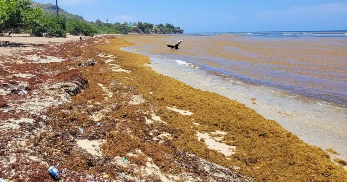 Playa cubana completamente cubierta por una densa y gruesa capa de sargazo marrón, impidiendo ver la arena.