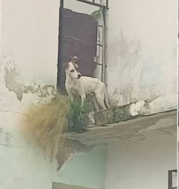 Perro en un alero en La Habana, un caso de maltrato animal en Cuba, antes de ser rescatado.