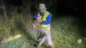 Cazador hispano, Bayo Hernández, sosteniendo una gran pitón birmana capturada durante una noche de caza en los Everglades de Florida.