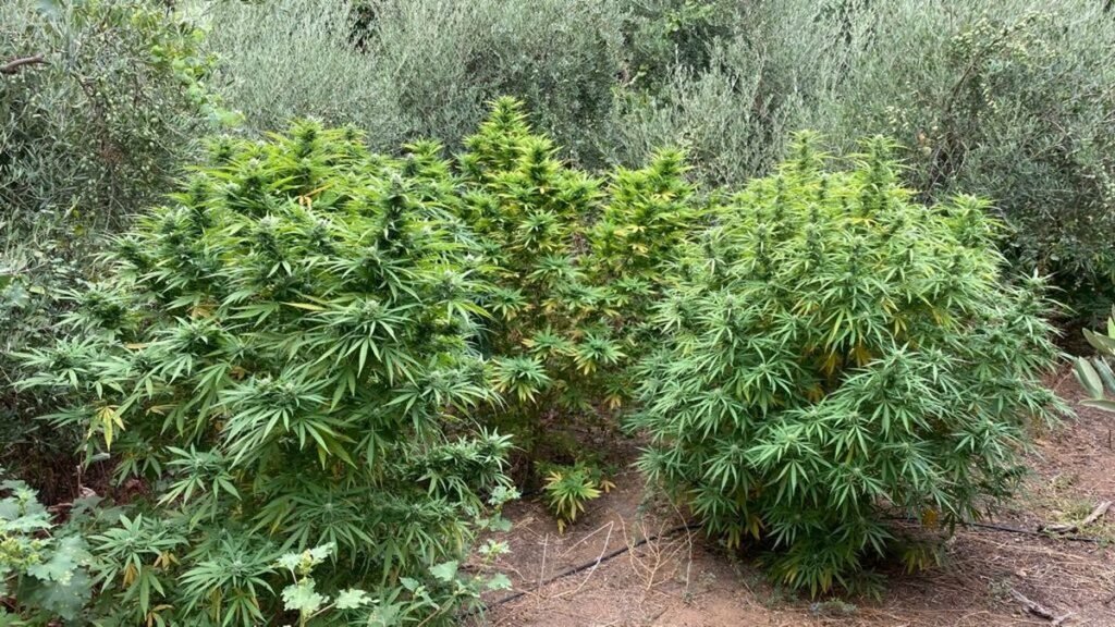 Plantas de marihuana en un cultivo ilegal, representando el creciente problema de la marihuana en Santiago de Cuba.