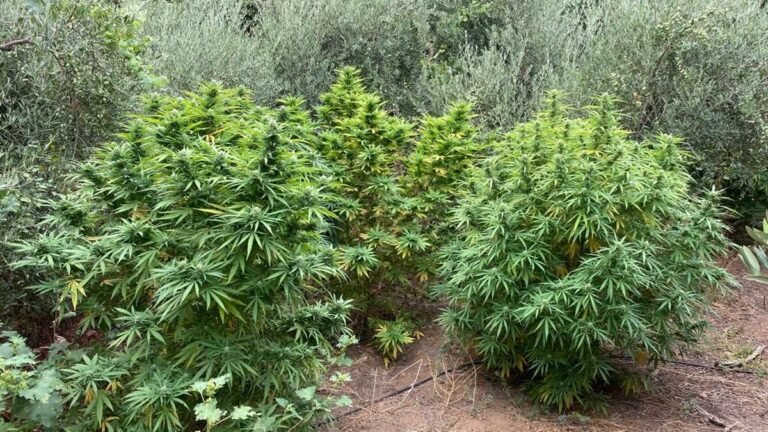 Plantas de marihuana en un cultivo ilegal, representando el creciente problema de la marihuana en Santiago de Cuba.