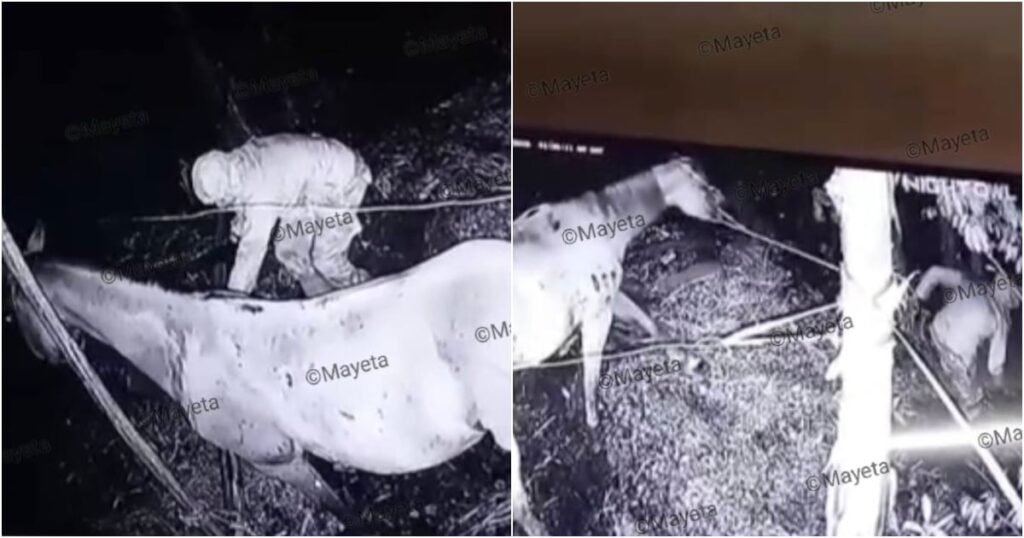 Robo de Caballo en Cuba: Recompensa y Creciente Inseguridad