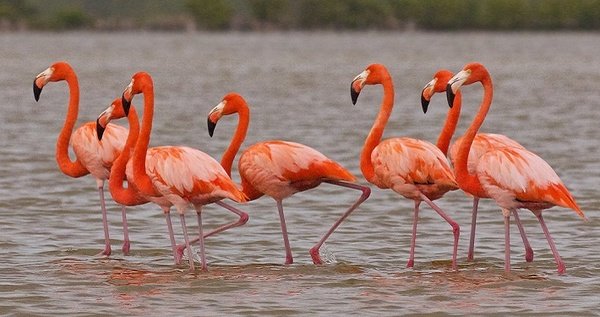 Salvan a flamenco rosado extraviado en zona rural de Santiago de Cuba