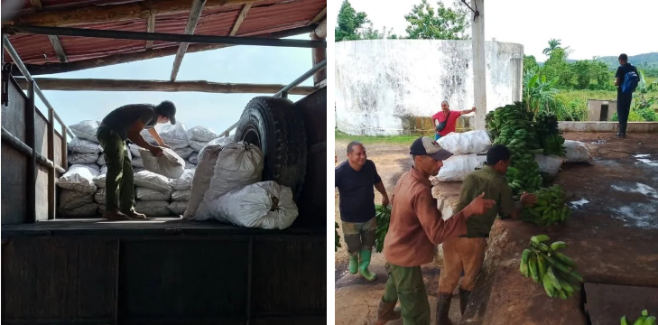 Carbón y Plátanos: La Polémica Oferta Estatal para Enfrentar al Huracán Melissa en el Oriente Cubano