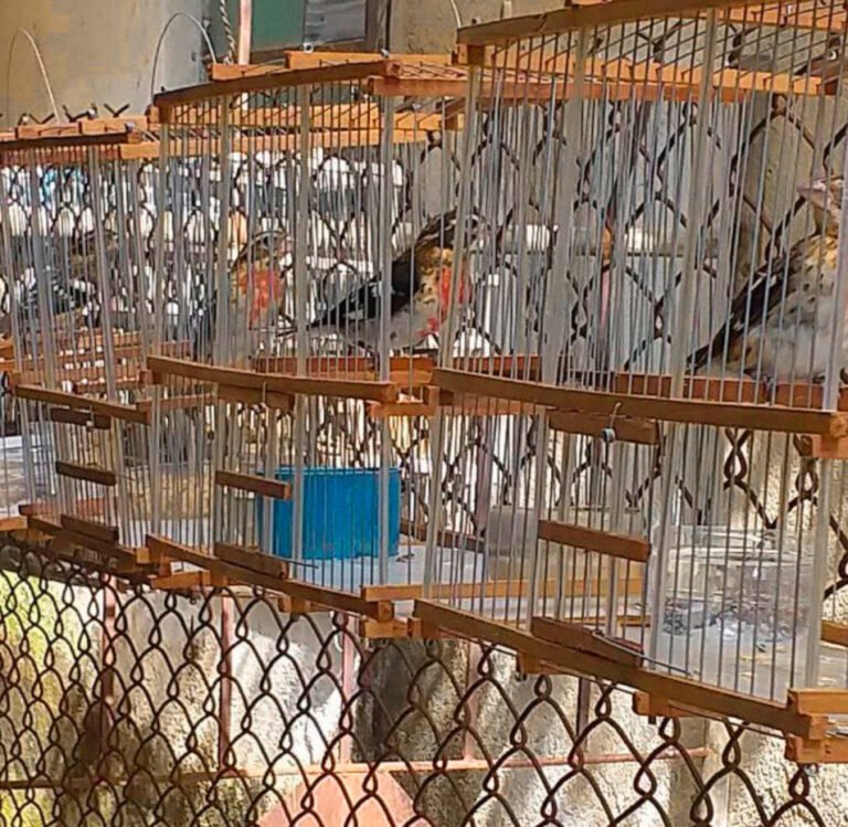 Denuncian Uso de Trampas Ilegales para Capturar Aves Migratorias en La Habana