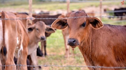 Ciudadanos de Guantánamo Condenados por Sacrificio Ilegal de Ganado y Agresión a Oficial Policial