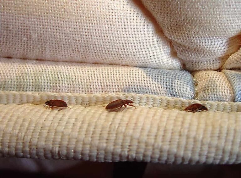 Pacientes Duermen en Camas Infestadas de Insectos en Hospital Psiquiátrico de Santa Clara