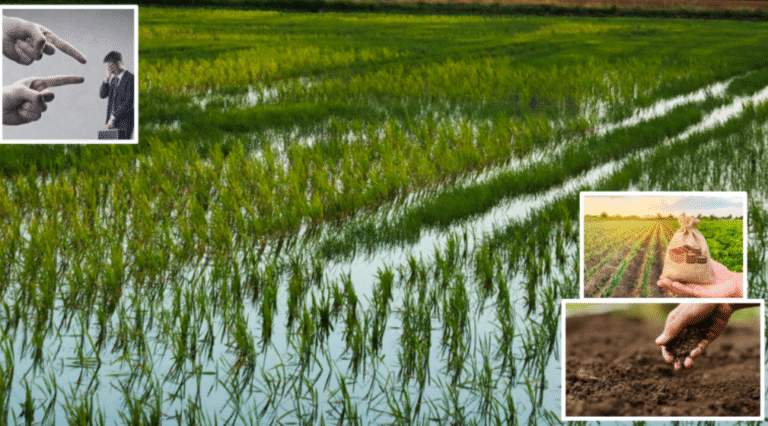 «Nos exigen pero no nos dan»: Campesinos arroceros de Yara denuncian maltrato, falta de insumos y la orden de destruir su propio trabajo