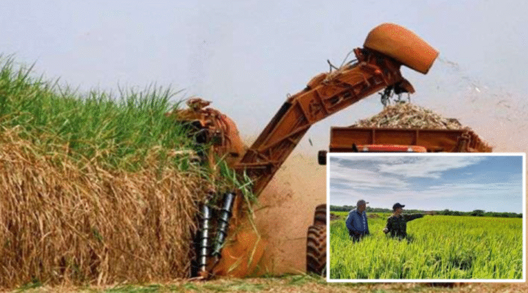 Denuncian que miles de caballerías de tierras cañeras en Granma fueron desviadas para siembra de arroz de dirigentes que no entregan al Estado