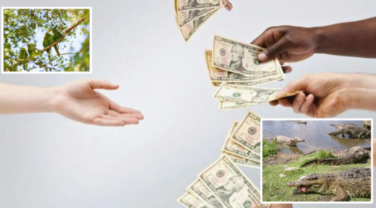 Denuncian saqueo en Flora y Fauna de Manzanillo: directora y su familia convierten la empresa en negocio privado, cocodrilos y búfalos mueren de hambre