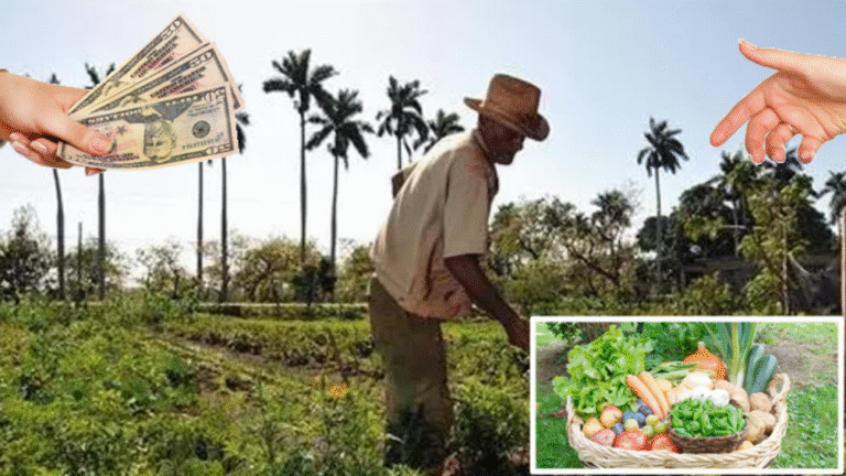¿Hasta cuándo el Estado cubano le deberá al campo? La voz de los campesinos se alza ante los impagos de acopio