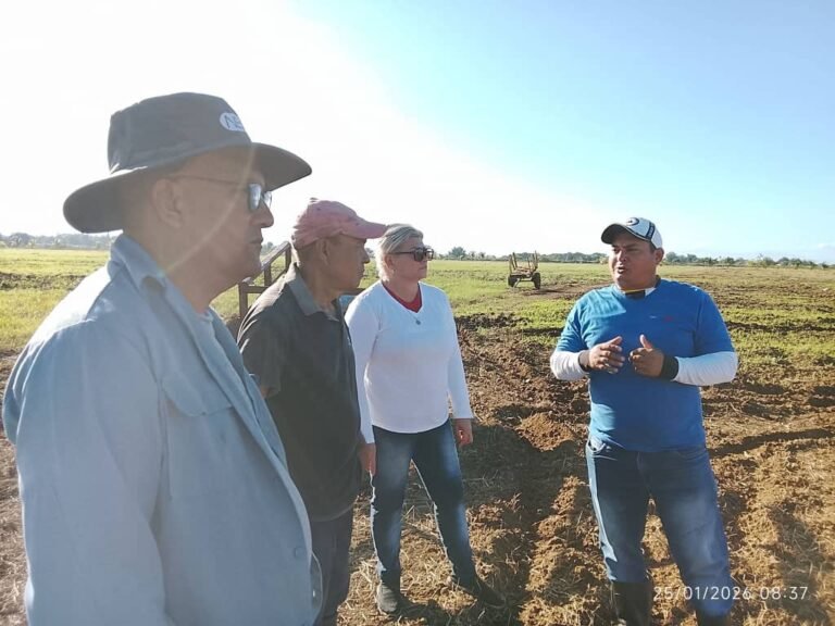 Campesinos de Yara Denuncian Abandono Gubernamental en Inicio de Campaña del Tomate