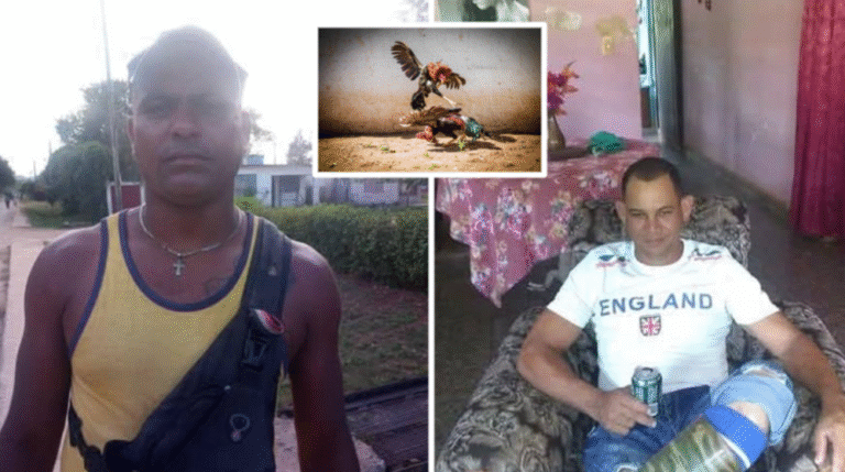 Denuncian valla clandestina de peleas de gallos en Aguacate, Madruga, protegida por el jefe de la PNR municipal y el jefe de sector