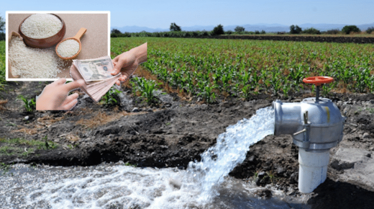 Denuncian red de corrupción en distribución de agua para riego en La Sal, Granma: dirigentes cobraban sobornos en arroz para desviar el caudal hacia sus propias tierras