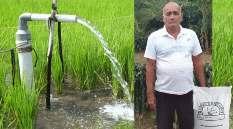 Denuncian a jefe de riego en Bayamo por desviar agua estatal hacia siembras ilegales de arroz a cambio de sacos y sobornos