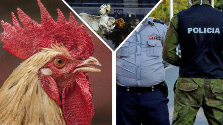 Denuncian a jefes policiales de Los Palacios y Consolación del Sur por proteger vallas de peleas de gallos