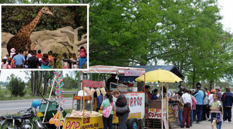 TCP denuncia que el Zoológico de Cuba le debe 280 mil pesos por mercancía en consignación: «Me ayudaron a vender y nunca me pagaron»