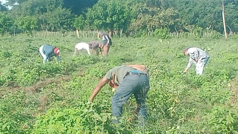 Denuncian corrupción en Delegación de Agricultura de Manzanillo: “El primer corrupto es el delegado provincial, permite la corrupción”
